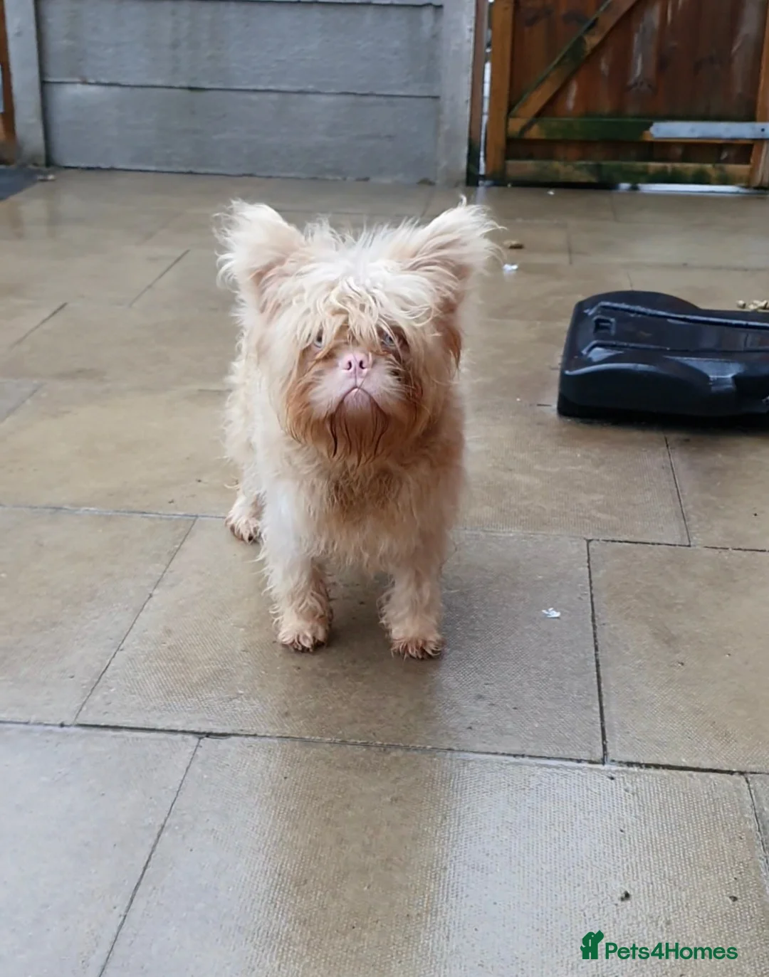 French Bulldog dogs for stud: Floodle frenchy Pink and Tan carry Isabella,Husky  - Advert 3
