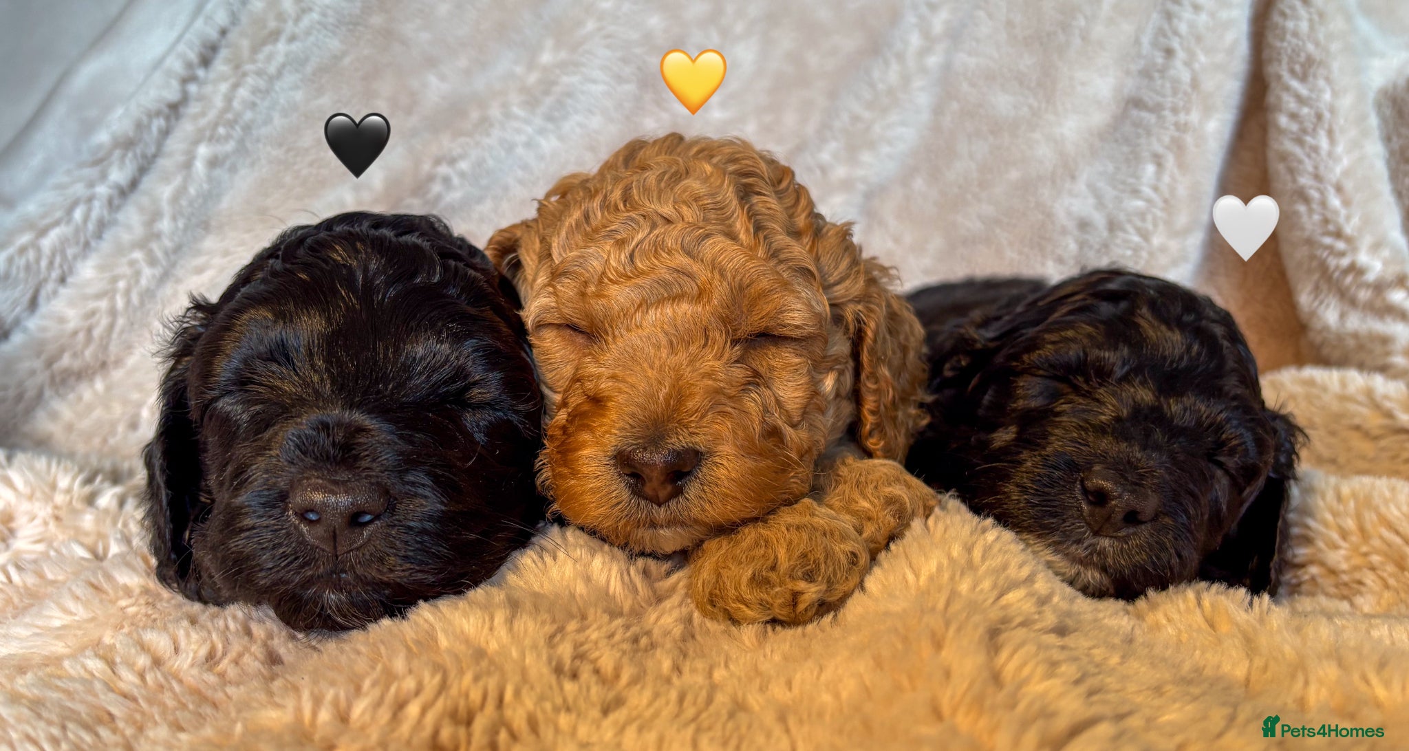 Labradoodle dogs for sale: Beautiful Australian Labradoodle Pups - Advert 15