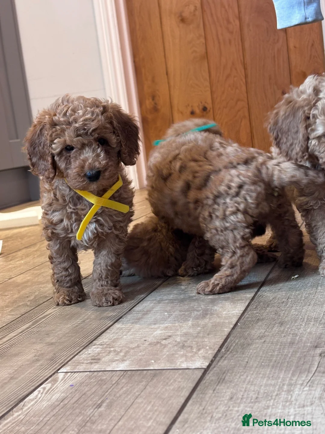 Miniature Poodle dogs for sale: Gorgeous Miniature Poodles - Advert 14
