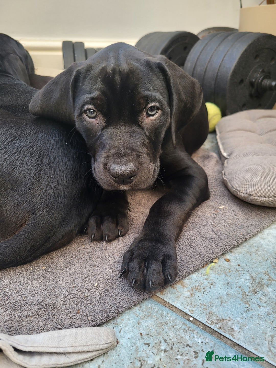 Mixed Breed dogs for sale: Alaunt type dogs - Advert 24