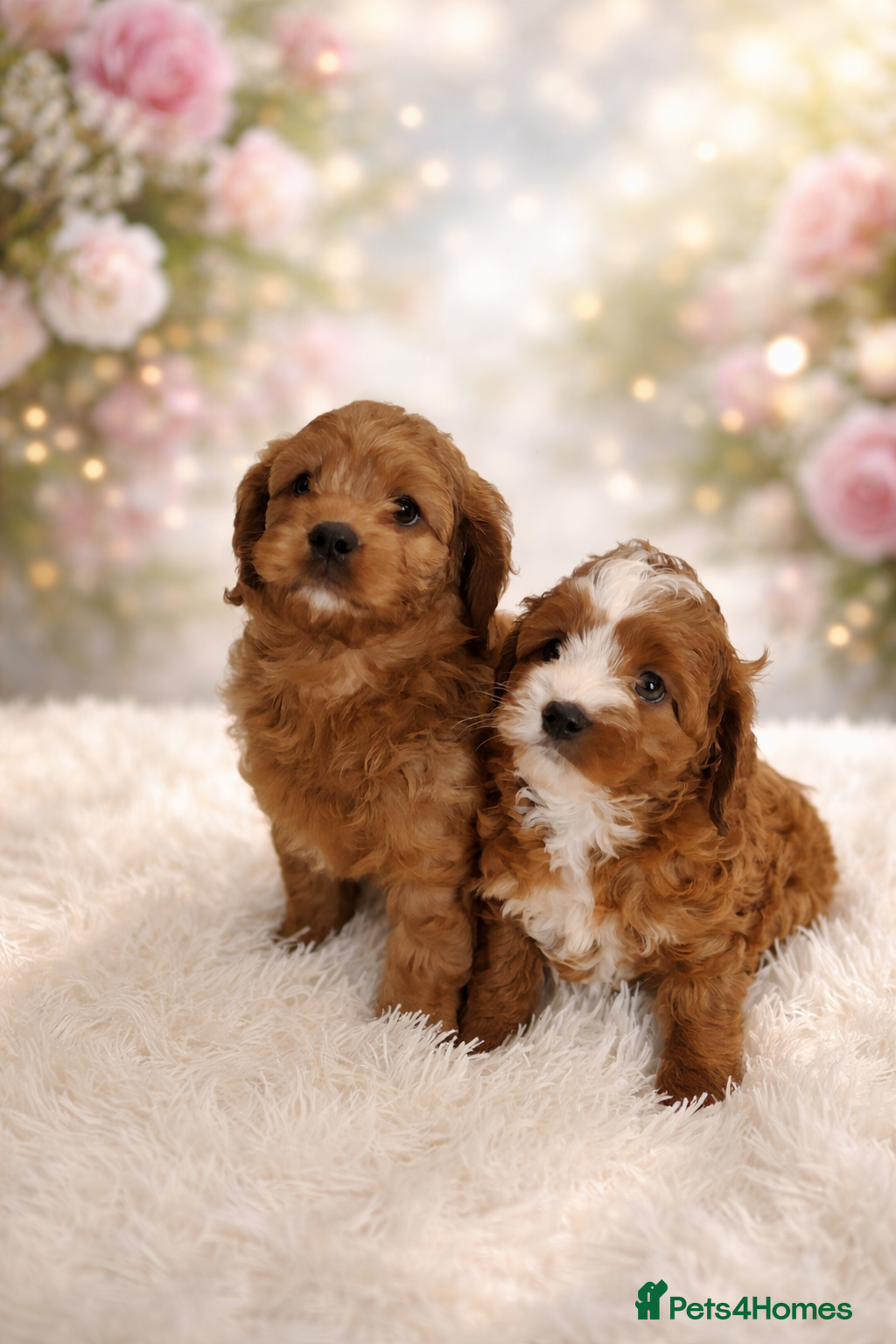 Cavapoo dogs Adorable F1 Cavapoo Puppies for Sale - Advert 18