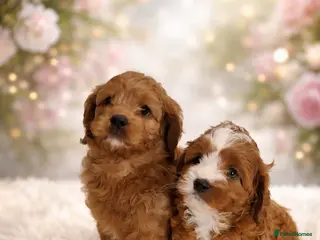 Cavapoo dogs Adorable F1 Cavapoo Puppies for Sale - Advert 18