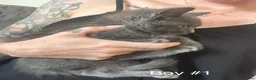 Russian Blue cats for sale: 🚻Super excited Russian👒 B kitties up to go🔵 in Orpington - Advert 7