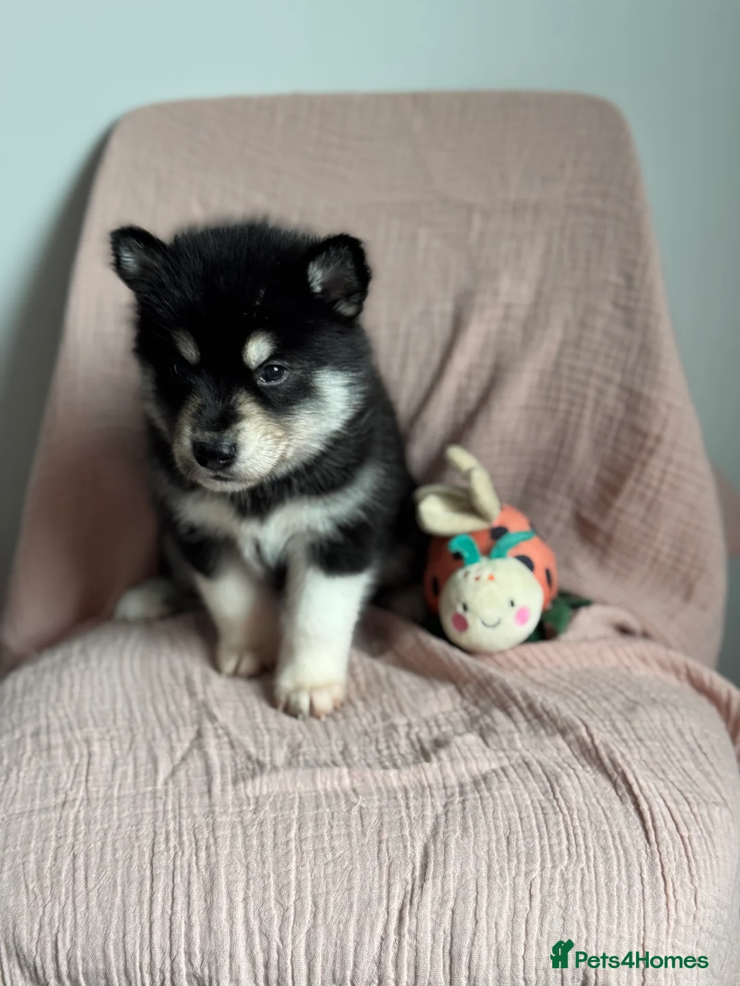 Utonagan dogs for sale: 🐾 Crufts Line Husky x Malamute - Health tested 🐾 - Advert 37
