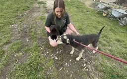 Mixed Breed dogs for adoption: Meet Rex, currently residing in South Wales - Image 7