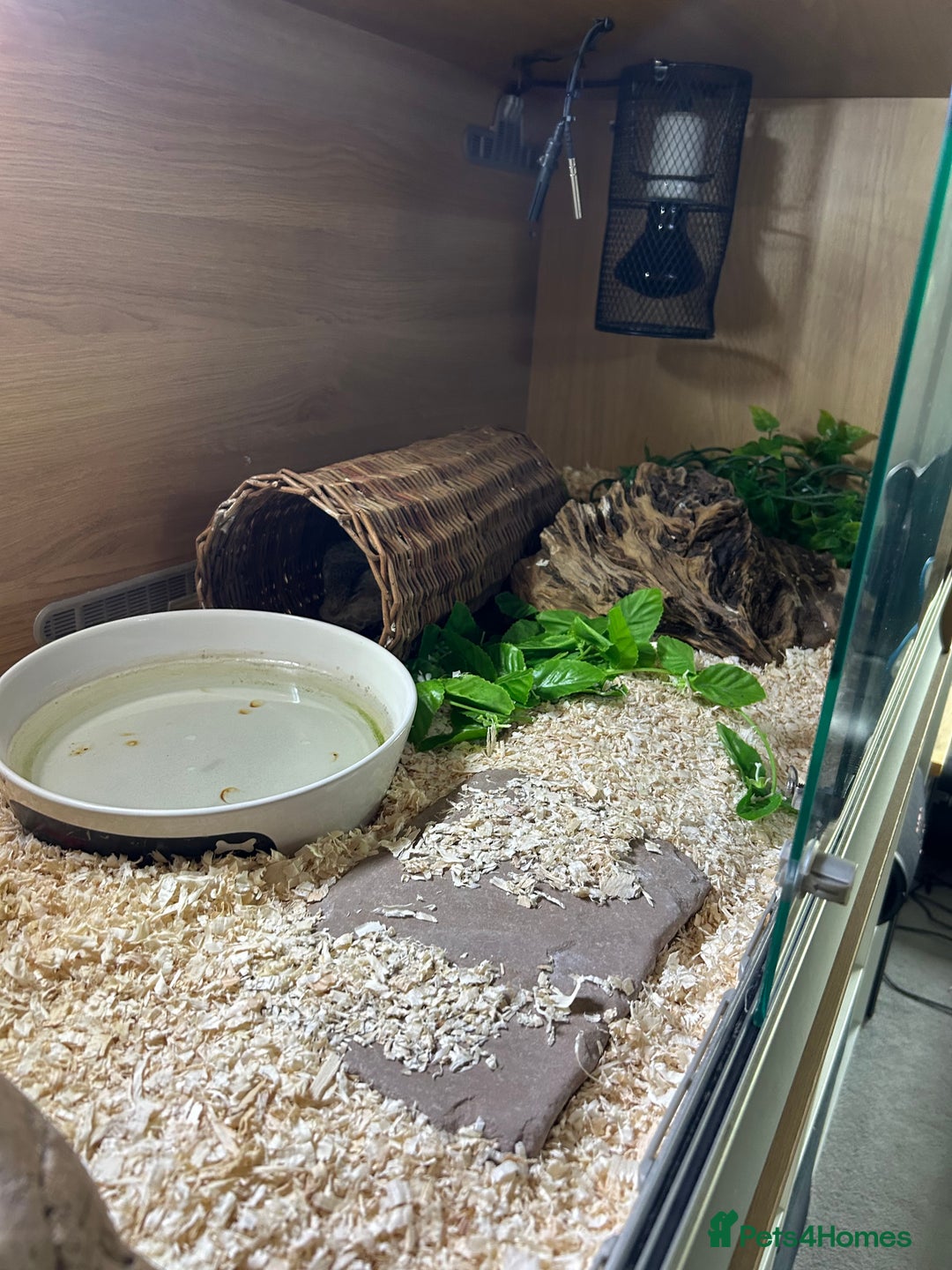 Python Snake reptiles for sale: Lovely healthy royal/ball python - Image 6