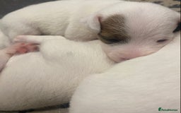 Parson Russell dogs for sale: KC Reg Champion lineage Puppys - Image 8