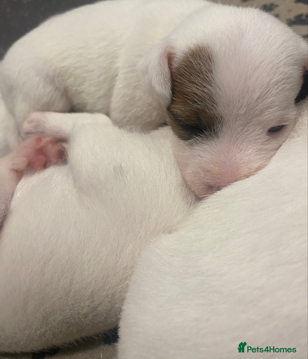 Parson Russell dogs for sale: KC Reg Champion lineage Puppys - Image 8