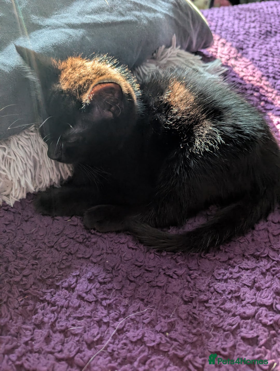 Bombay cats for sale: Black Bombay Male Kitten - Image 10