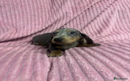 Dachshund dogs for sale: 9 beautiful dachshunds ready too leave in 2 weeks  - Image 8