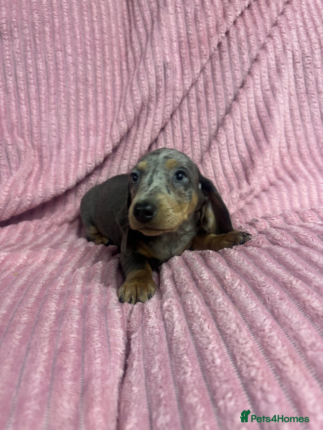 Dachshund dogs for sale: 9 beautiful dachshunds ready too leave in 2 weeks  - Image 8