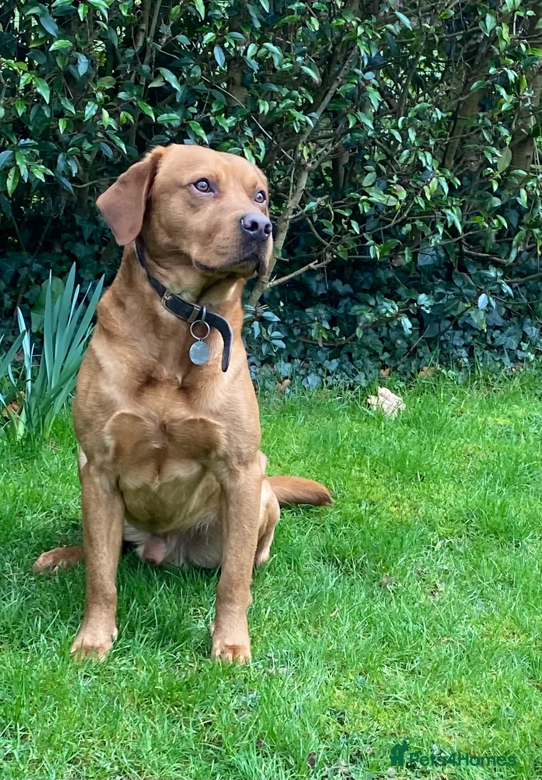 Labrador Retriever dogs for stud: Fully Health Tested Labrador for stud in Ashford - Advert 4