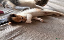 Mixed Breed cats for sale: Kittens for sale - Image 6