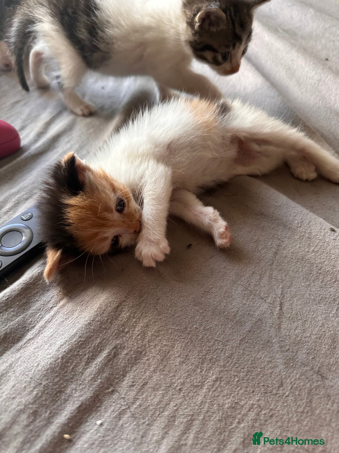 Mixed Breed cats for sale: Kittens for sale - Image 6