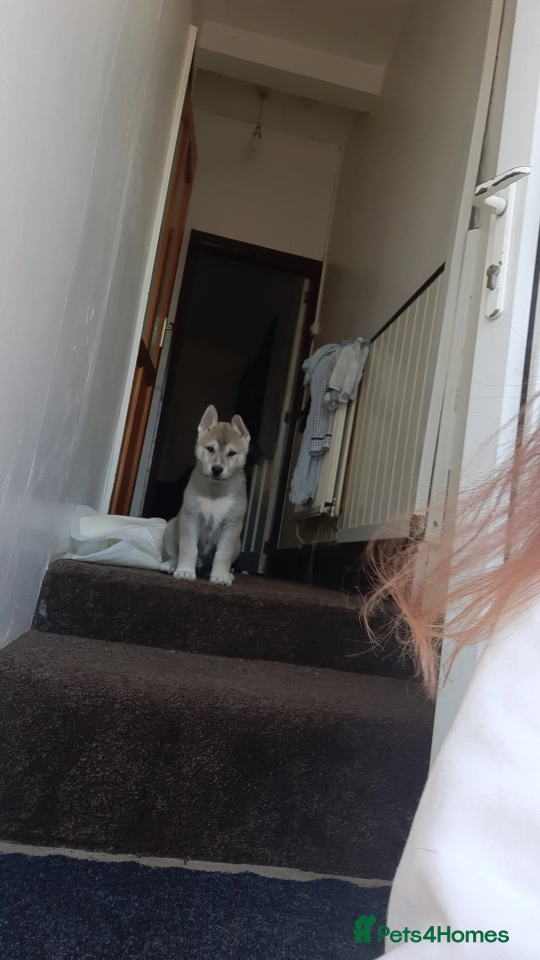Huskita dogs for sale: Huskita male pup  - Advert 2