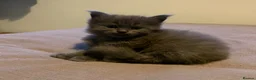 Maine Coon cats for sale: AMAZING TICA REGISTERED KITTENS - Advert 10