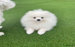 Pomeranian dogs for stud: KC King Loki Pomeranian stud  - Image 1