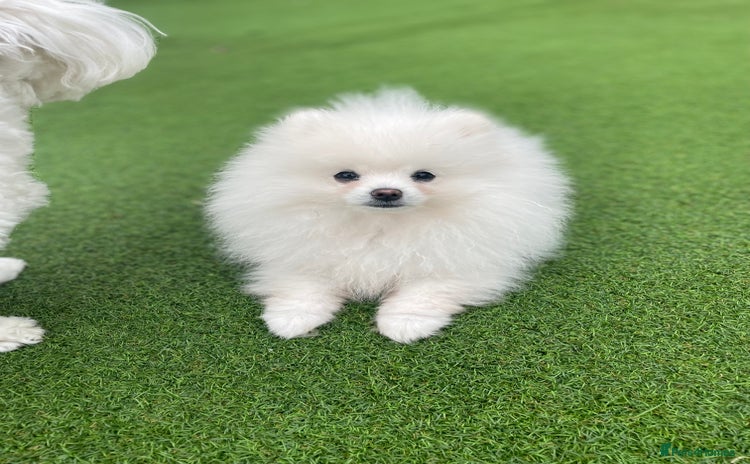 Pomeranian dogs - Advert 13