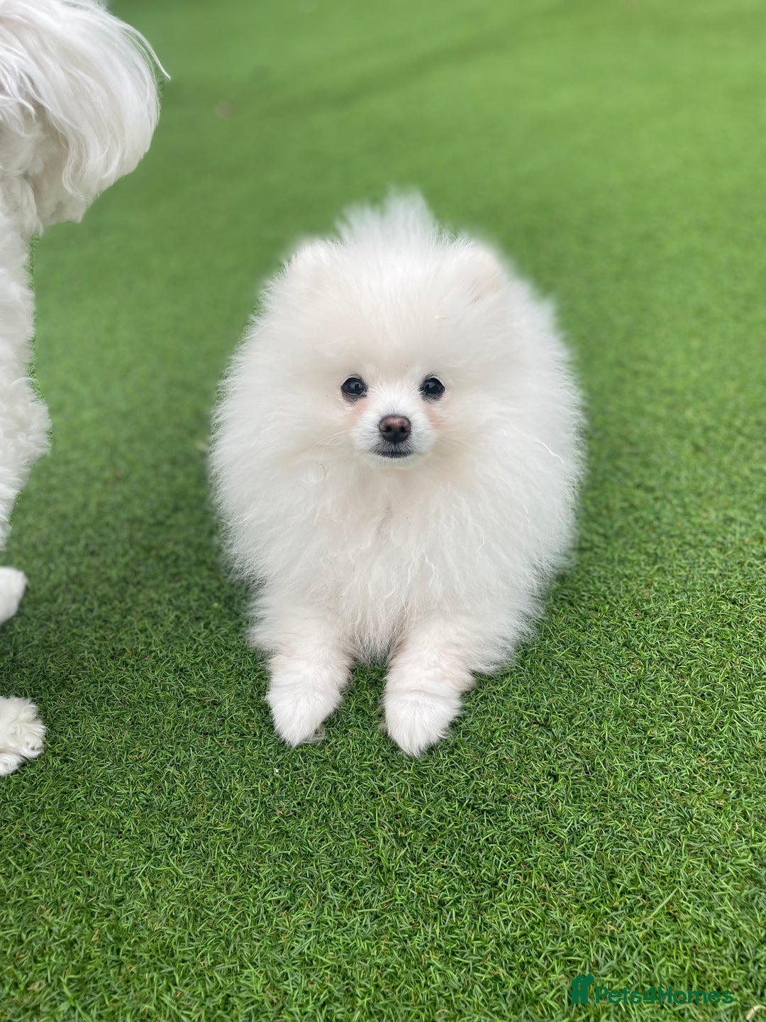 Pomeranian dogs for stud: KC King Loki Pomeranian stud  - Image 1