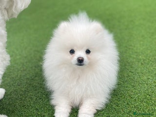 Pomeranian dogs - Advert 3