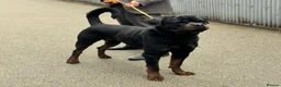 Rottweiler dogs for stud: BIG BONED GERMAN ROTTWEILER FOR STUD  - Advert 6