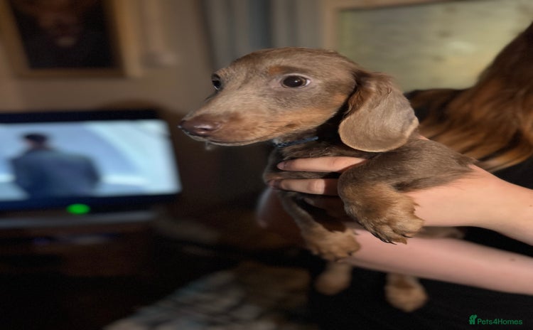 Dachshund dogs - Advert 1