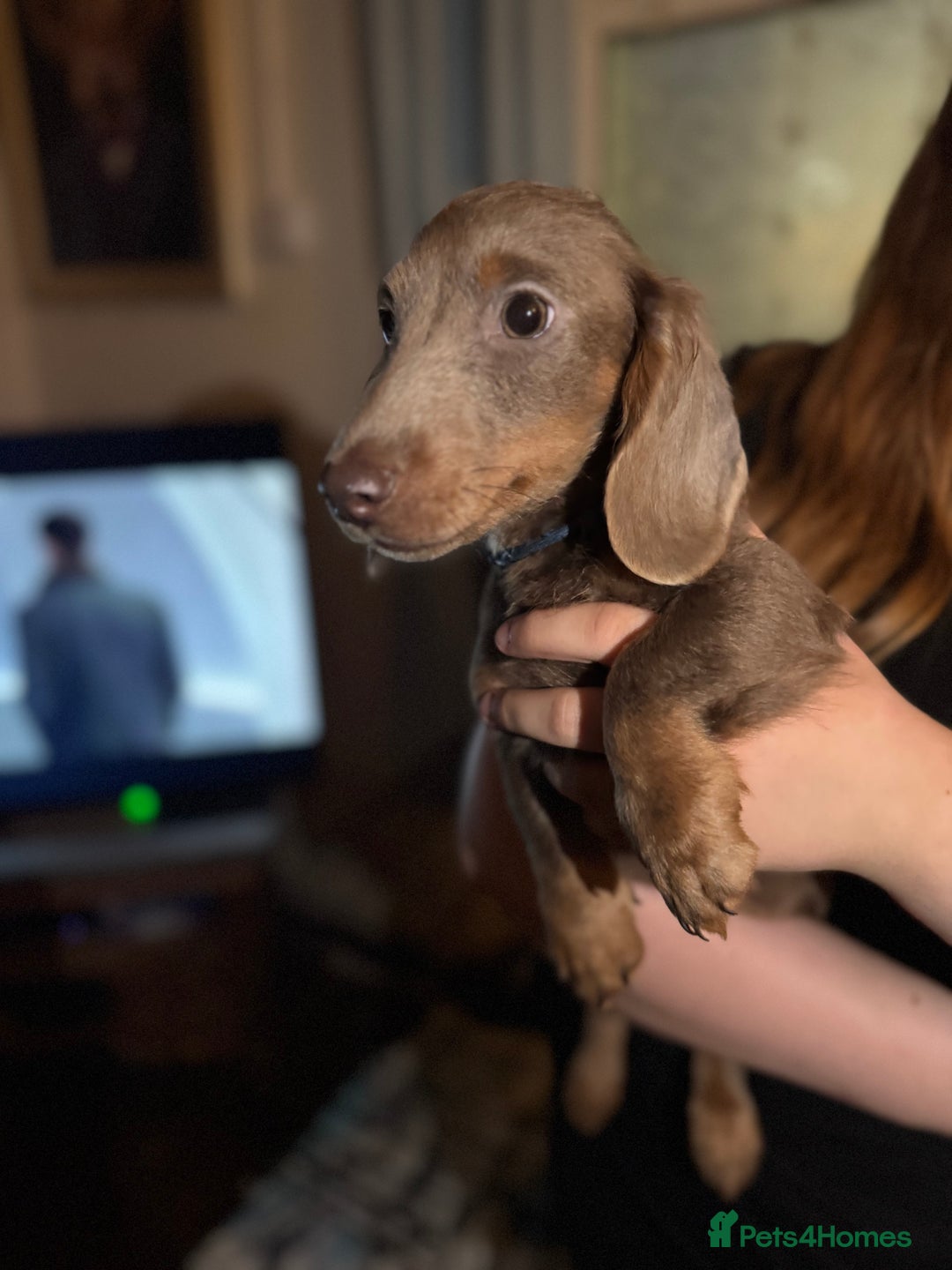 Dachshund dogs for sale: Long hair standard dachshund 💖💖 - Image 1