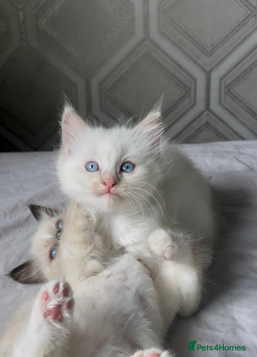 Ragdoll cats for sale: Microchipped Ragdoll kittens ⭐️white and blue eyes - Image 4