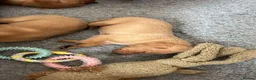 Labrador Retriever dogs for sale: KC registered Fox Red Labrador Puppies in Whitchurch - Advert 7