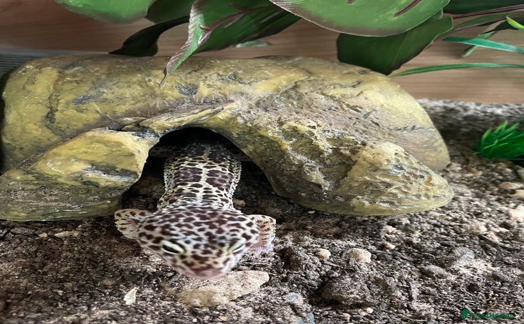 Leopard Gecko reptiles - Advert 1