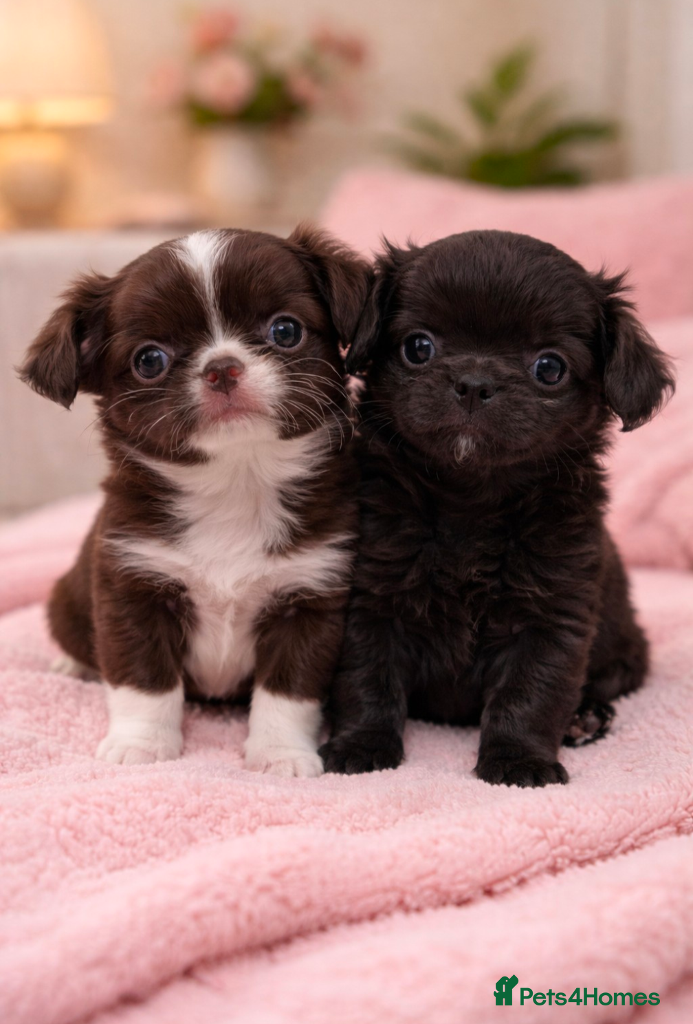 Chihuahua dogs KC registered Long Coat Chihuahuas  - Advert 4