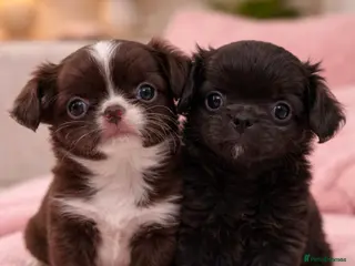 Chihuahua dogs KC registered Long Coat Chihuahuas - Advert 4