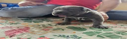 Mixed Breed dogs for sale: Cane Corso x Performance Mastiff   - Advert 4