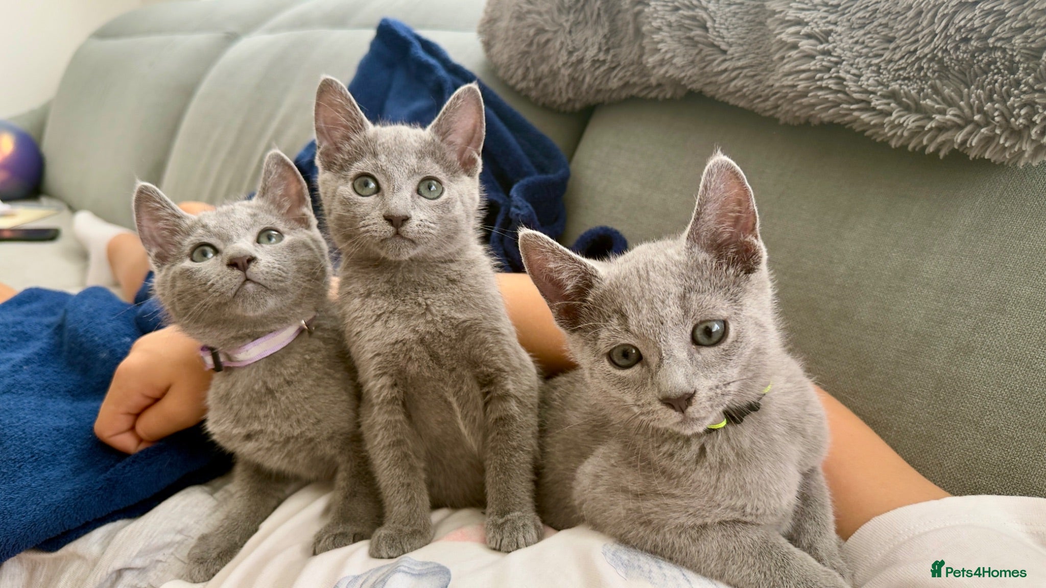 Russian Blue cats Russian Blue Kittens - Advert 1