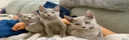 Russian Blue cats for sale: Russian Blue Kittens - Advert 4