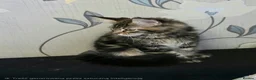 Maine Coon cats for sale: Tested SMA,PK,HCM,boy and girls.Maine Coon Kittens - Advert 8