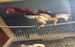 Canaries birds for sale: Ko shamo for sale  - Image 2