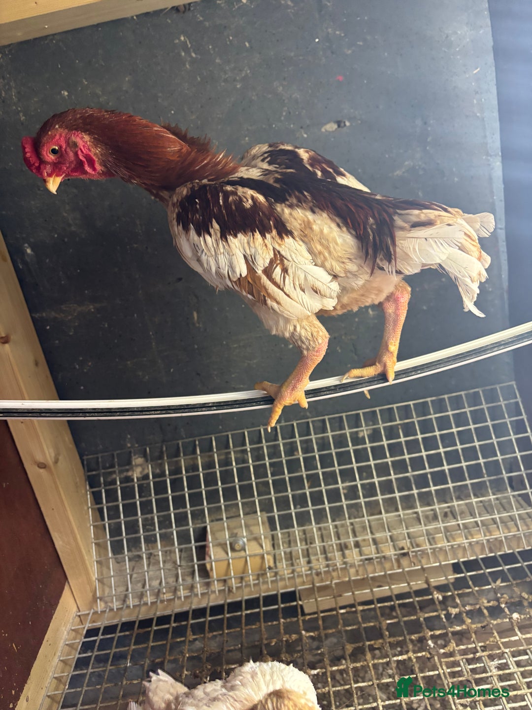 Canaries birds for sale: Ko shamo for sale  - Image 2