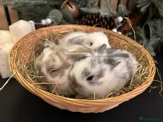 Mini Lop rabbits Pure Breed Mini Lop Butterfly new born bunnies - Advert 10