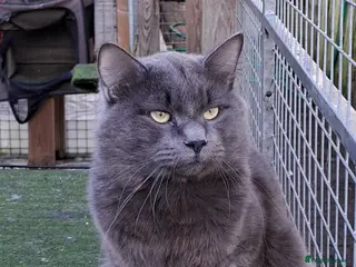 Siberian cats Blue reg, health tested Classic Siberian for STUD - Advert 9