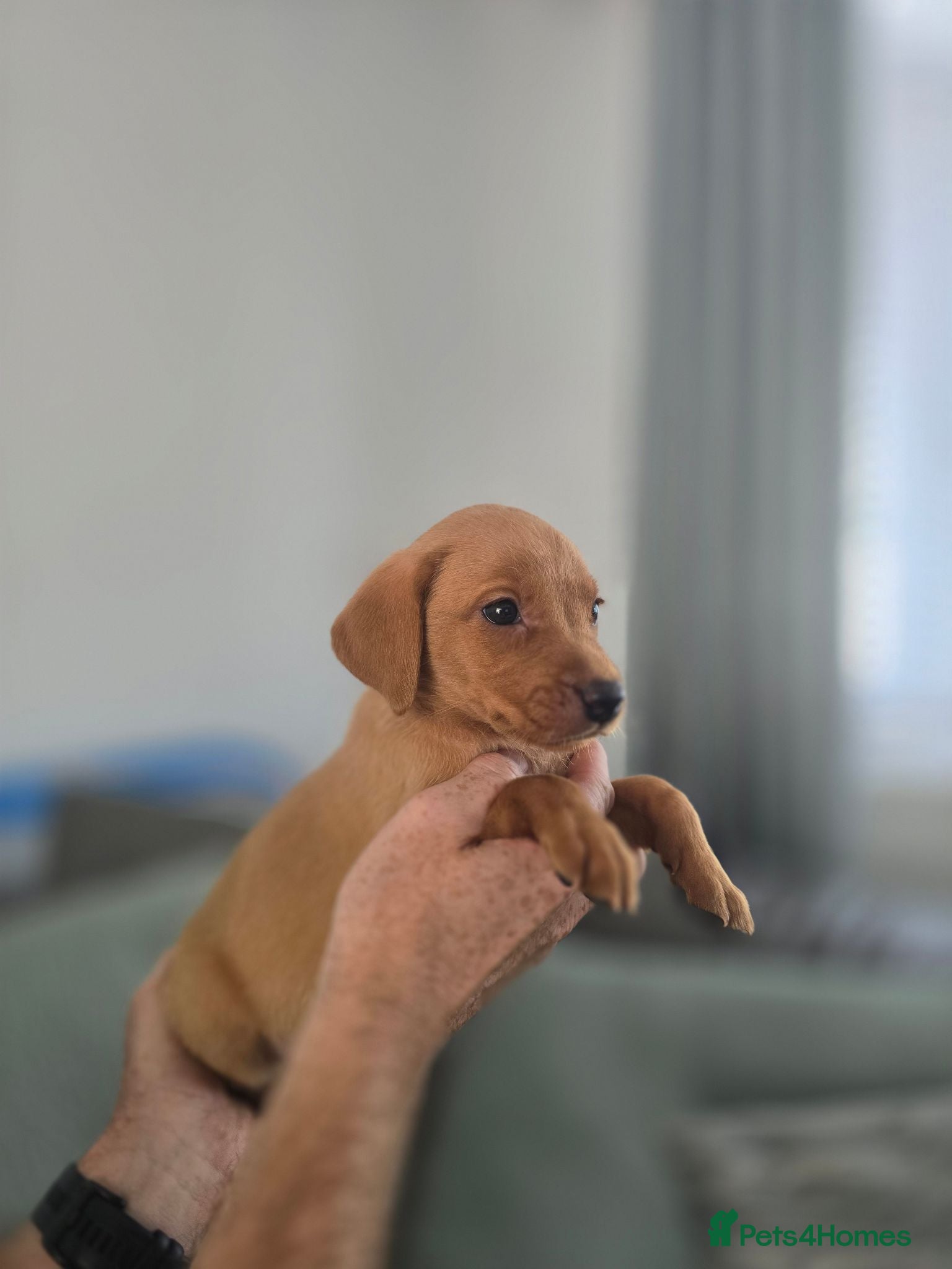 Labrador Retriever dogs Kc registered Fox red labrador puppies  - Advert 1