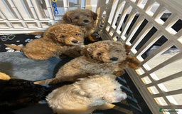 Cockapoo dogs for sale: 7/8 Toy poodle - Image 3