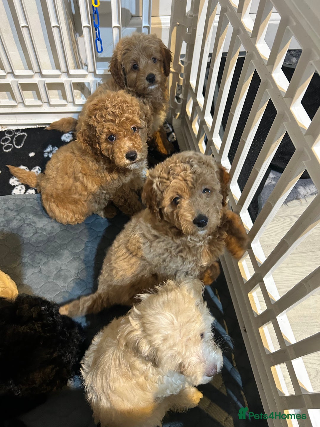 Cockapoo dogs for sale: 7/8 Toy poodle - Image 3