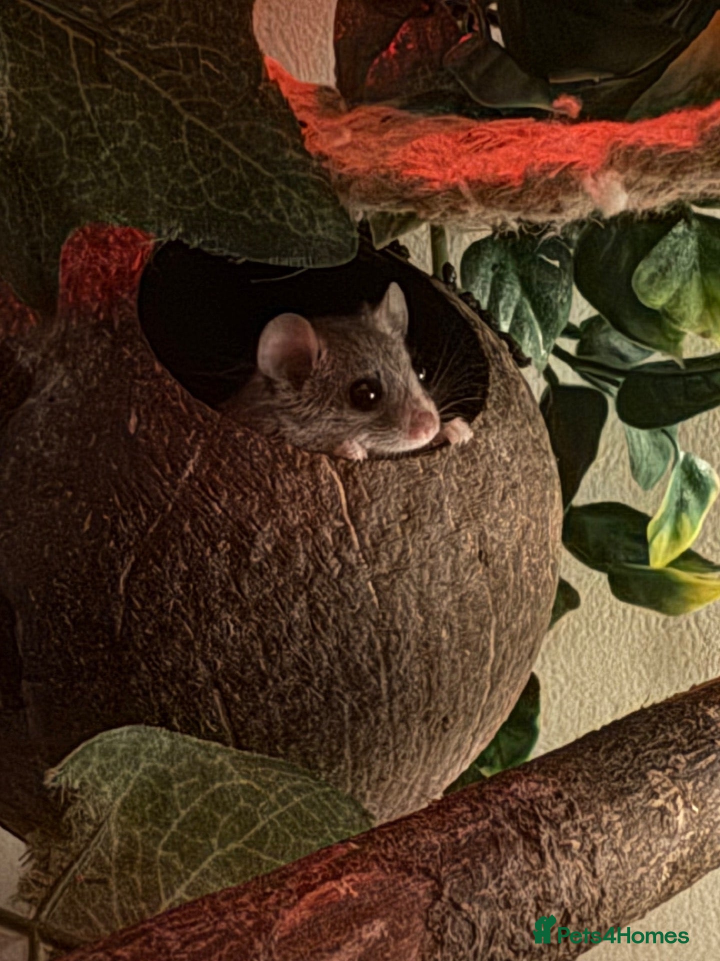 Mouse rodents 6 African Pygmy dormice & enclosure - Advert 1