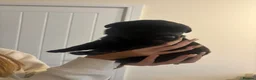 Mixed Breed dogs for sale: Labrotties  in Bristol - Advert 21