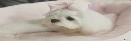 Maltese dogs for sale: Bambelina~ Simply The Best~ Korean Maltese in Stratford-upon-Avon - Advert 21