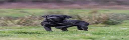 Labrador Retriever dogs for sale: 🐾  Champion Bloodline Health Tested Labradors🐾 - Advert 10