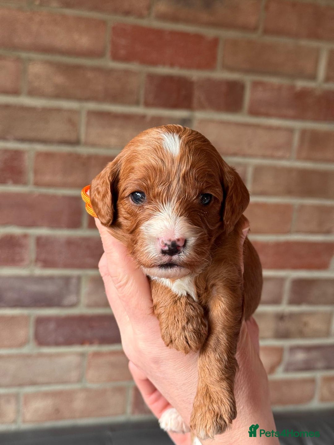 Cavapoo dogs for sale: Cavapoo Puppies-Perfect Family Companions - Advert 7