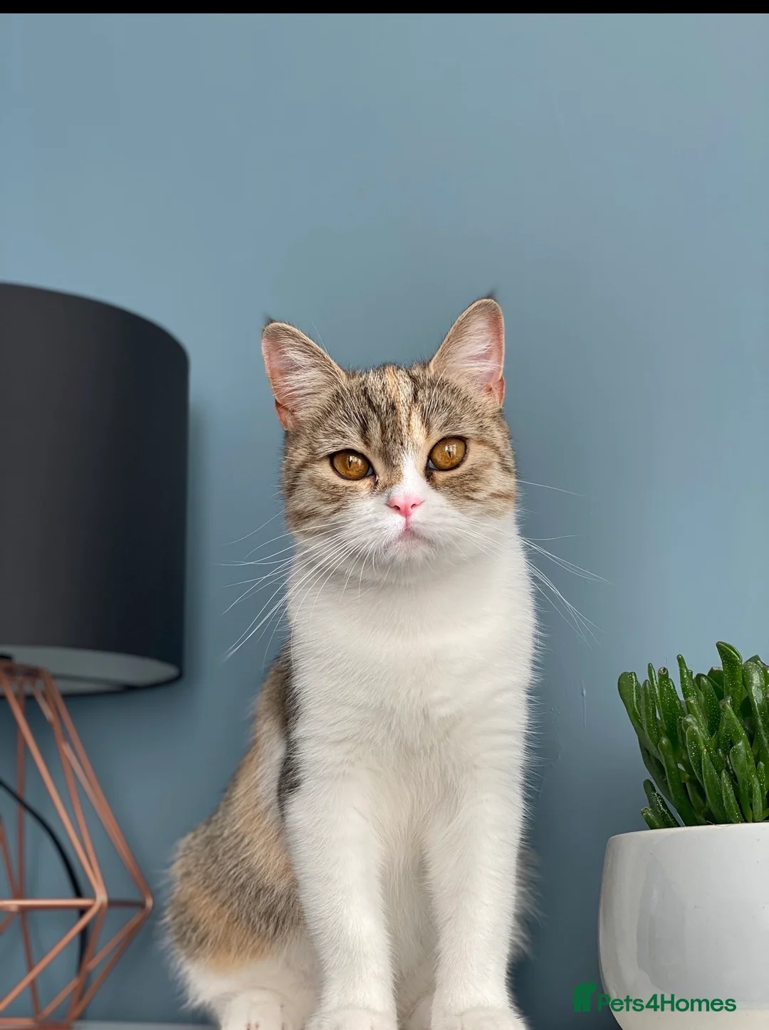 Scottish Fold cats for sale: Queen looking for forever home - Advert 3