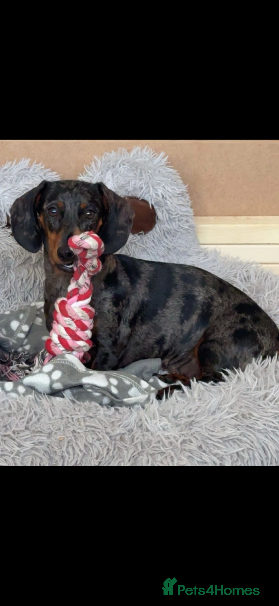Dachshund dogs for sale: 7 beautiful dachshund pups - Advert 3